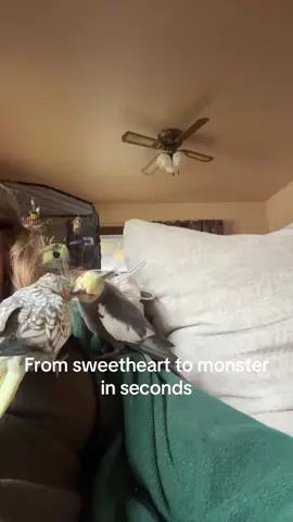 #birdsoftiktok #birb #birdowner #birdtok #cockatiels #hector #birdmom #birddad #babybird #angrybirds 