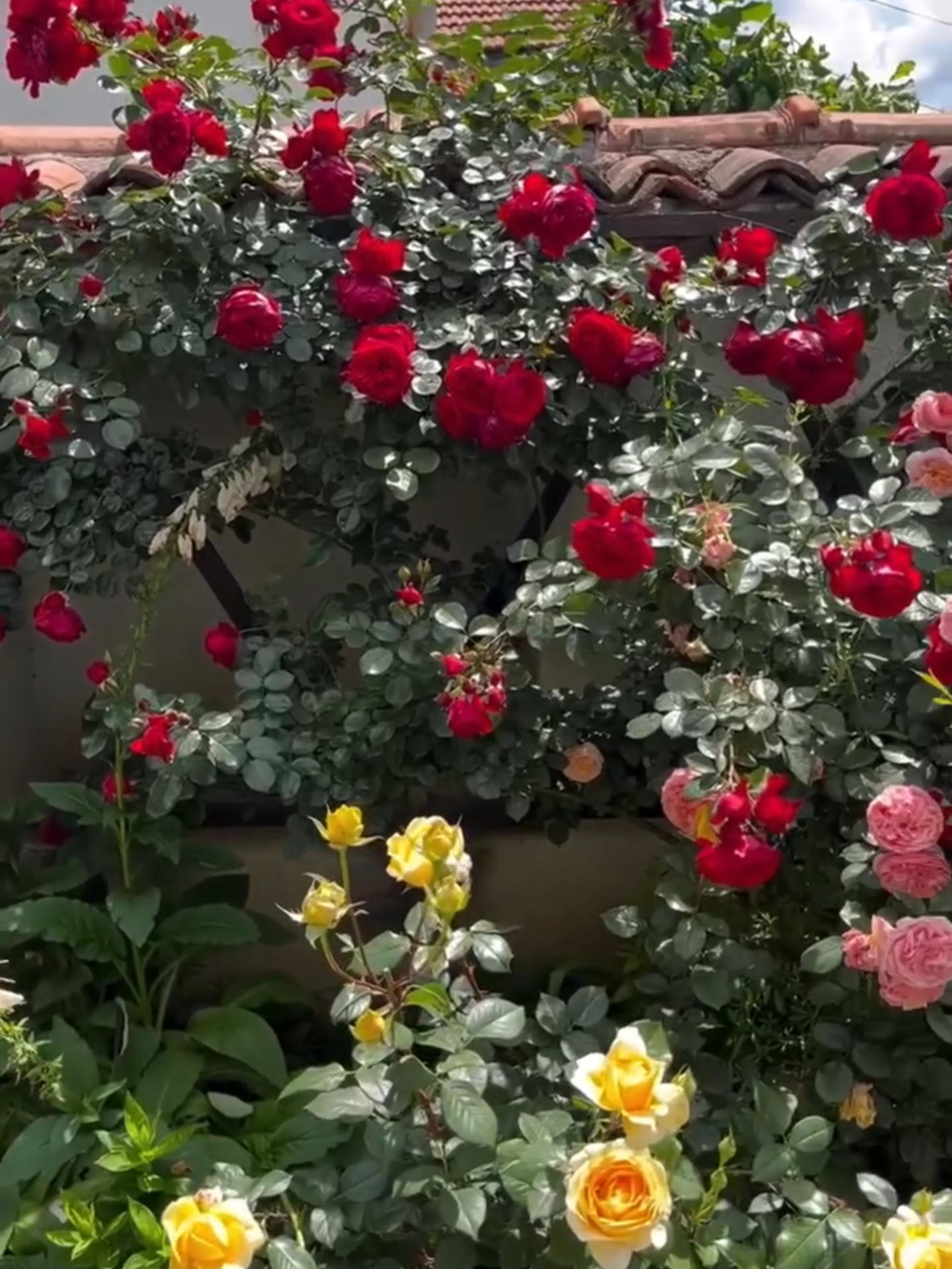 🌹 Imagine um jardim repleto de rosas vibrantes e perfumadas! Agora, isso pode ser realidade com nossas sementes selecionadas de alta qualidade. 🌱 Fácil de plantar, ideal para vasos, jardins ou canteiros. 🚚 Frete rápido para todo o Brasil! 👉 Garanta suas sementes agora e cultive sua própria beleza!