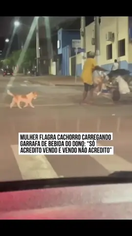 LEALDADE: Um vídeo que circula nas redes sociais surpreendeu e divertiu os internautas ao registrar um cachorro carregando uma garrafa de bebida alcoólica para ajudar o dono. Na cena, o homem, em situação de rua, é visto atravessando a rua enquanto o fiel companheiro segue atrás, levando a garrafa com a boca. Na publicação original, a autora do registro brinca: “Só acredito vendo, e vendo não acredito”. 📹 @francinidborges (TikTok)