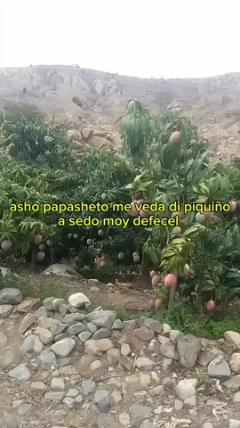 disdi piquiñito mítido in la chacreta #paratiiiiiiiiiiiiiiiiiiiiiiiiiiiiiii #humor #dembow #viralll #fyp #sandalio #chacra #ovejas #freyooalalau 