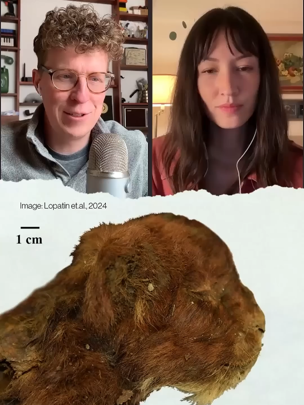 First furry saber-toothed specimen is a lil baby. #paleontology #fossil #fossiltok #paleontologytiktok #prehistoric #dinotok #science #sciencetok #furryfossil #sabertooth #fyp #viral 