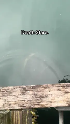 So scary #scary #fishing #deathstare #florida #viral #dontfallin #taxman #goliathgrouper 