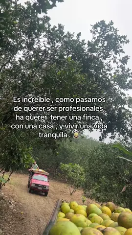 Lo más bello 🥰#campo #naranja #camiones #paratii #flyyy #metasysueños #viralllllll #tranporte 