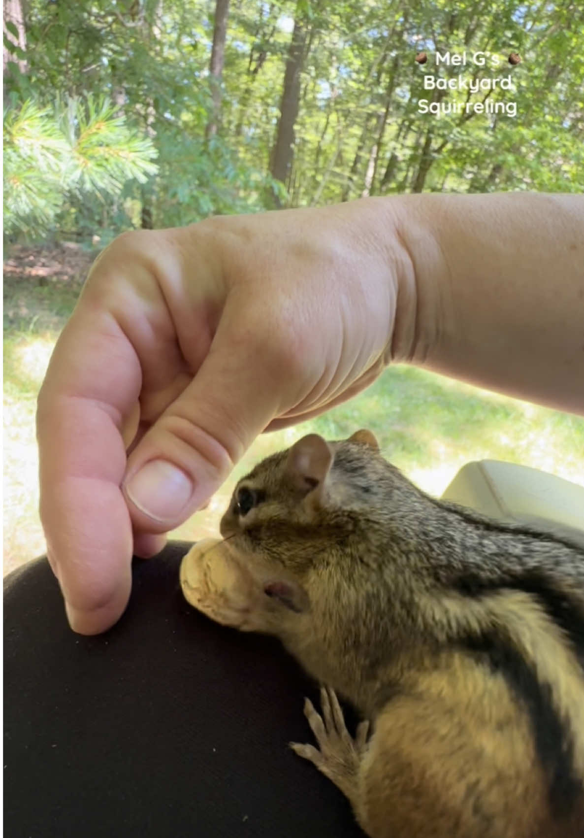 Chippy doesn’t like to share!😂🤣🌰🐿️❤️  #squirrelwhisperer #funny #funnyanimals #chipmunk #Chippy #nosharing #squirrelfriends #backyardwildlife #connectwithnature #melgsbackyard #melgsbackyardsquirreling