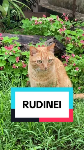 Rudinei! Amei o nome novo #gato #nomes 