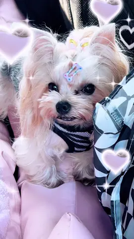 Daisy and Lily are 10/10 #fyp #fypシ #yorkiesoftiktok #teacupsoftiktok #foryoupage #yorkiemom #cutedogs #foryoupage #4u 