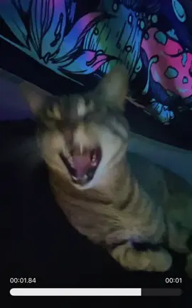 Chased thru the woods by a cat! #slam#slammetal#wakingthecadaver#cat#kittin#deathmetal#metal