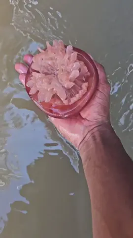 pescando no curral