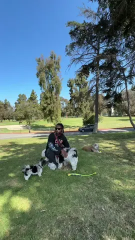 A day in dog paradise #park #dogsoftiktok #dogwalking #beverlyhills #santamonica 