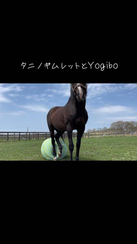 蹴るのか、蹴らないのか、どっちなんだい！！！ #タニノギムレット #yogibo #ヨギボー #yogiboヴェルサイユリゾートファーム  #taninogimlet #yogiboversaillesresortfarm 