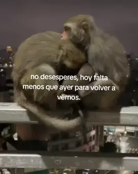 ...si me esperas, prometo no tardar❤️‍🩹 #wicho #amore   #monkey #fyppppppppppppppppppppppp #monita #distancia  #LIVEIncentiveProgram #LIVERewards #monita #PaidPartnership 