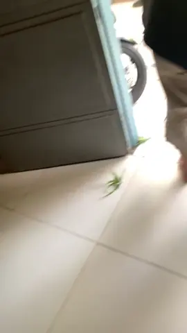 Mama lansung sembuh🤣@Juan Reza 