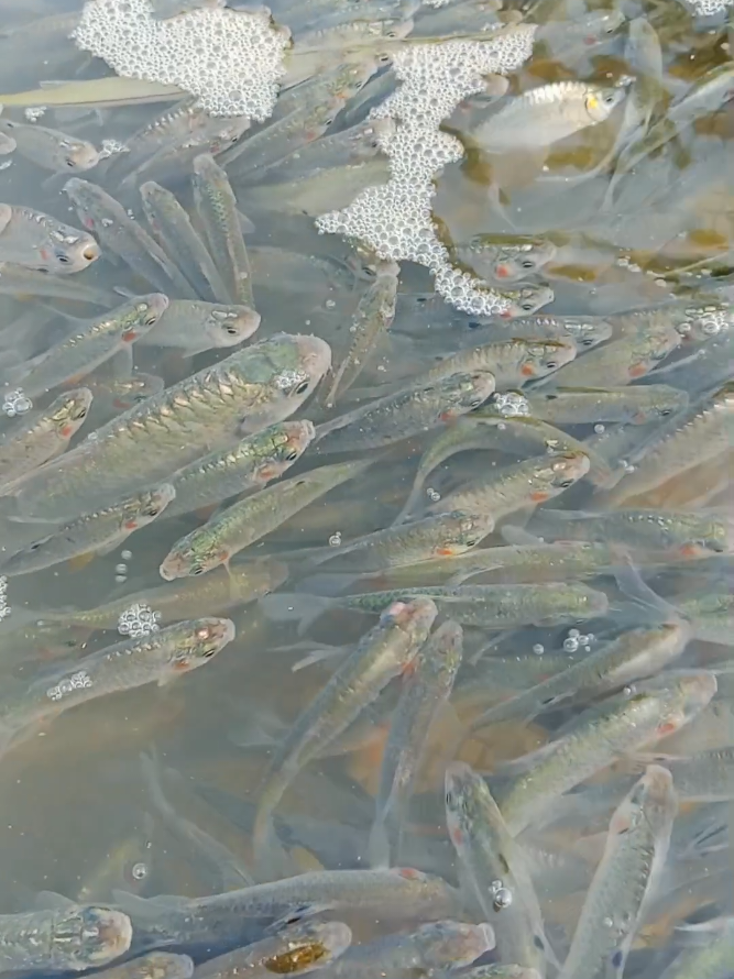 Asian county fishing scene #foryou #fishing #fypシ #fish 