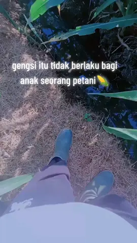 detaseling jagung pembenihan #petaniindonesia🇮🇩🇮🇩🇮🇩🌿🌿 #jagungbalap🌽 #petanimuda #petani #fyp #masukberandamuu #storywa #storypetani #bondowoso 