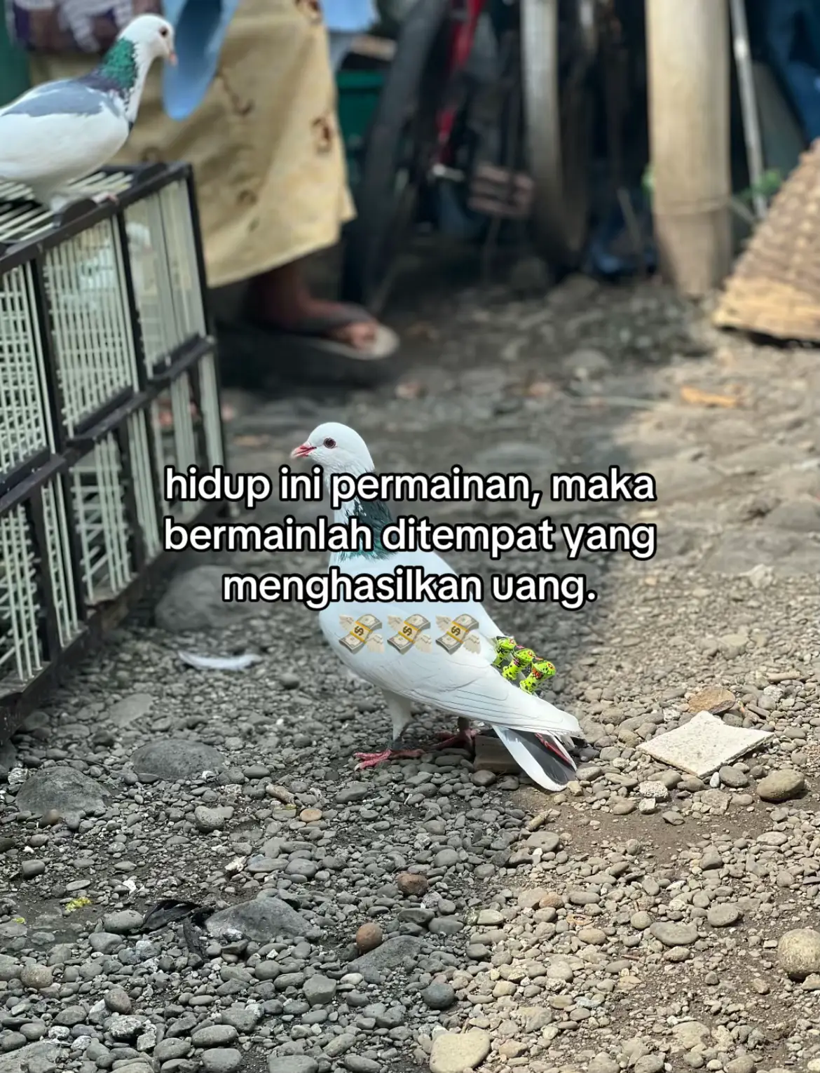 #bismillahfyp #merpatilovers #merpatikolongbebas #merpatibalapindonesia #merpatitinggian #merpatikolongmeja #merpatiplontang #merpatiplontang #merpatiku #merpatiindonesia 
