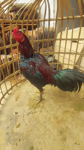 Ole.jr (si kilat merah)#ayamjenisindonesia #masukberanda #salamsatuhobi 