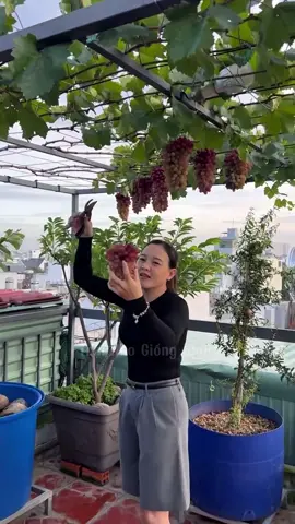 Thu hoạch nho ngon tay đỏ trồng tại bình Tân #trạinhogiốngkhởi #xuhuong #dcgr 