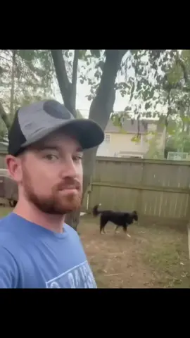 #funny #funnyvideos #talking #tiktok #animals #viral #voiceover #pet #dog #cat #foryoupage 