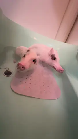 お風呂が沸きました♪ #smartpet #micropig #cute #pig #可愛い #マイクロブタ 