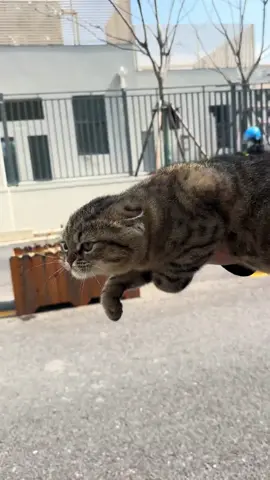 Cat : look me, look me !#cats #funnyvideos #funnypets #cat #cute #cattok 