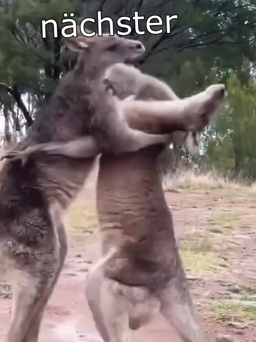 Die Dawgs zwirbeln  #wenntieresprechenkönnten#lustig #witzig #funny #tiere #animals #meme #lachen #happy #2homiedawgs 