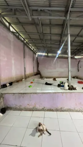 Perluasan Shelter, dan akan kita ganti warna Nabung dulu ... 😇🥰