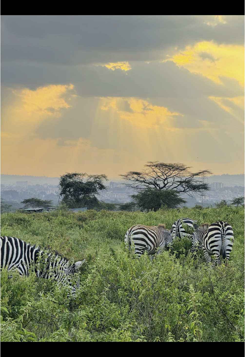 Zebras everywhere #kenya #africa #maasaimara #animals #travel #fyp #traveltiktok #sunset #zebra 