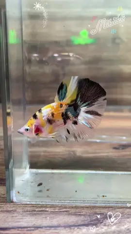 HMPK YKC GEMOY #fishkinian #fishkinianoffical #fishkinianstore #capcut #CapCut #JJCapCut #bettafish #lelang #foryou #cupang #cupanghias #cupanghiasindonesia 