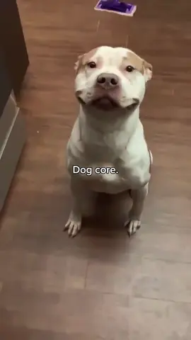Funny dog core.🐶🤣|100% Funny  #funnyanimals #dog #dogs #dogsoftiktok #pets #funnypets #animals 