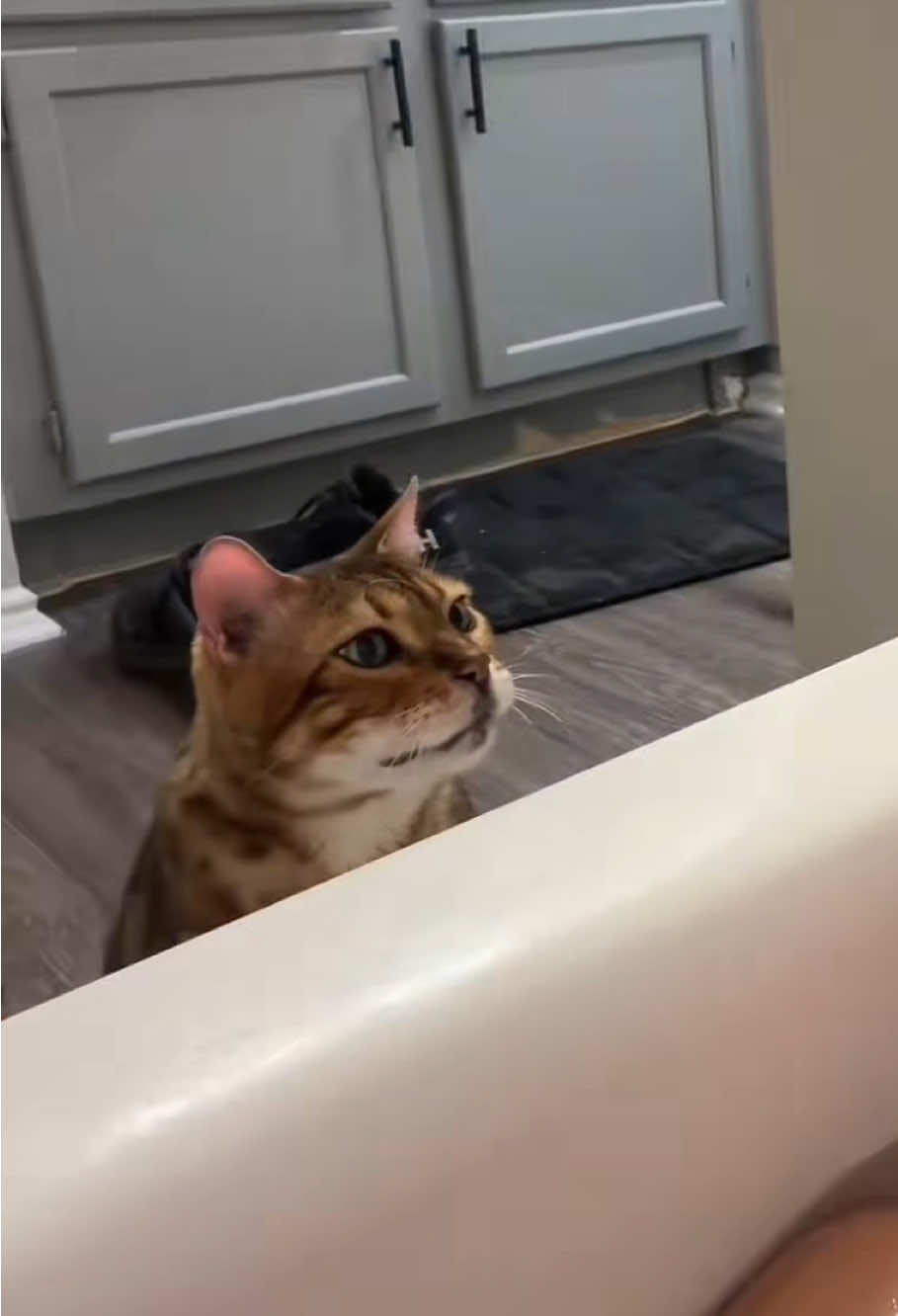 Cats owners have no personal space. #cats #catsoftiktok #tiktok #funnyvideos #funny #cat #foryou 