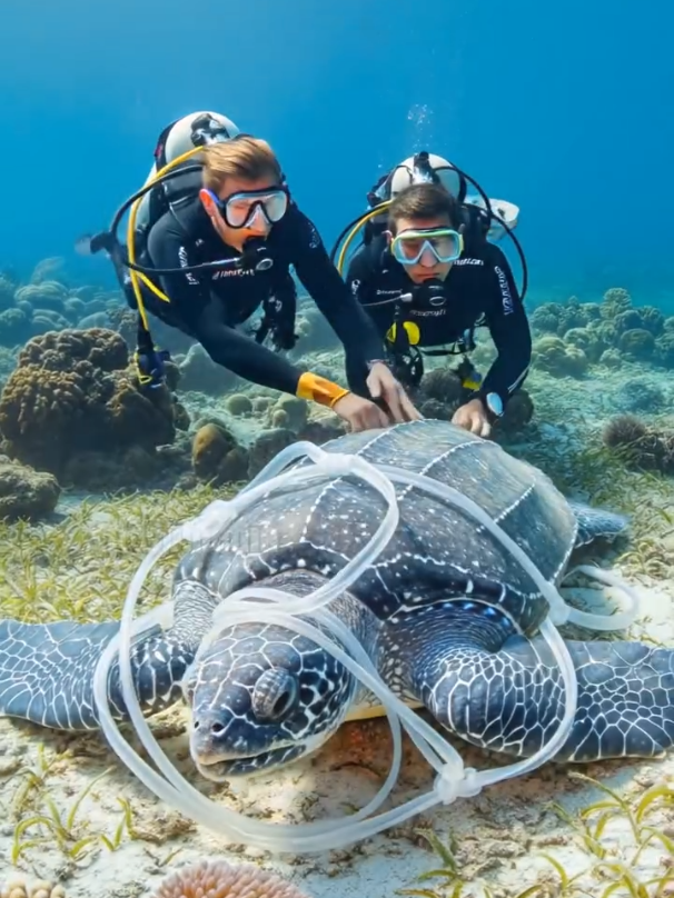 Scuba Divers Work Quickly To Save Trapped Sea Turtle! #animals #rescue #wildlife #sea #fish #ai #foryou #foryoupage #trending #viral #viralvideo 