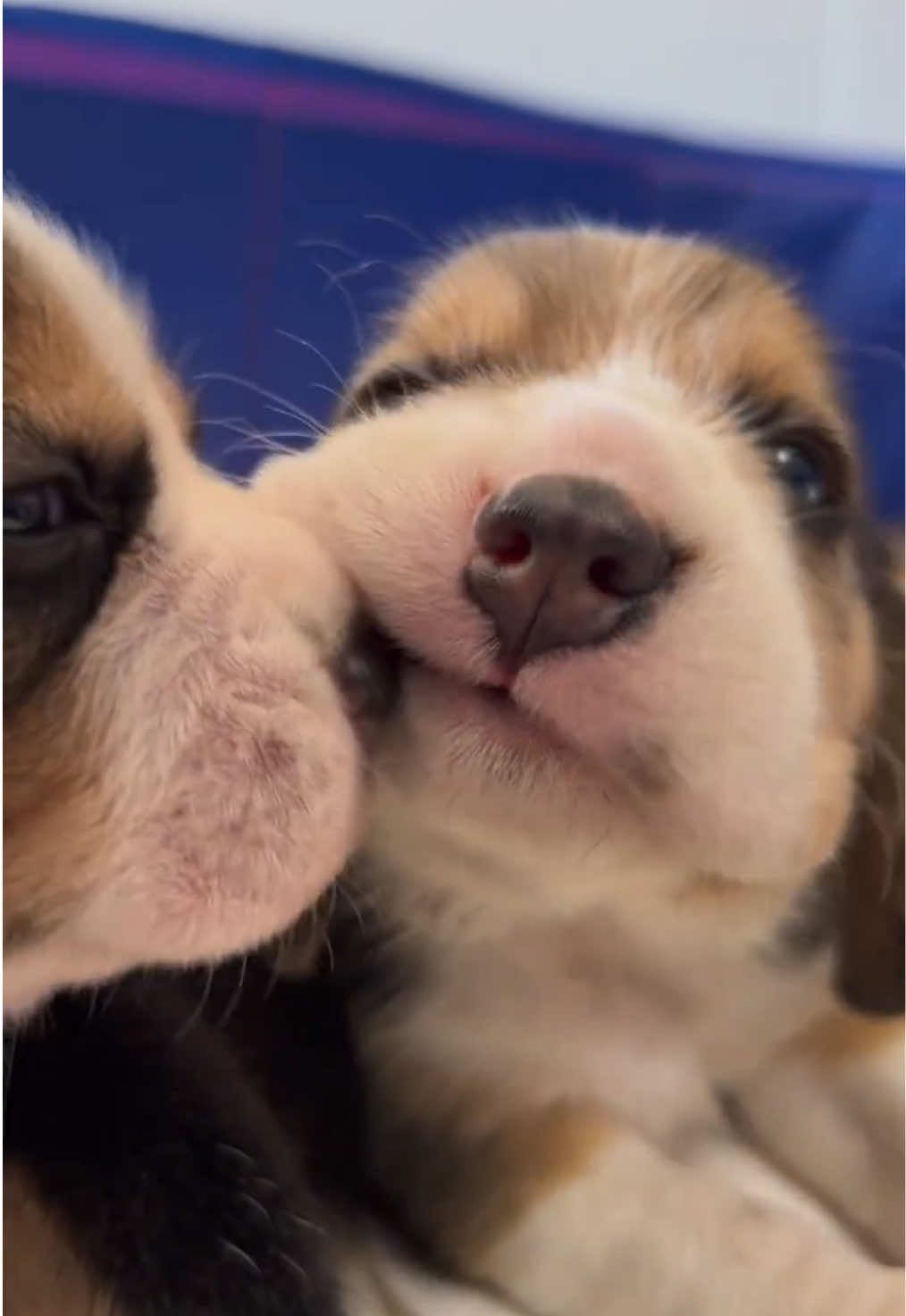 #dog #fyp #cutedog #doglover 
