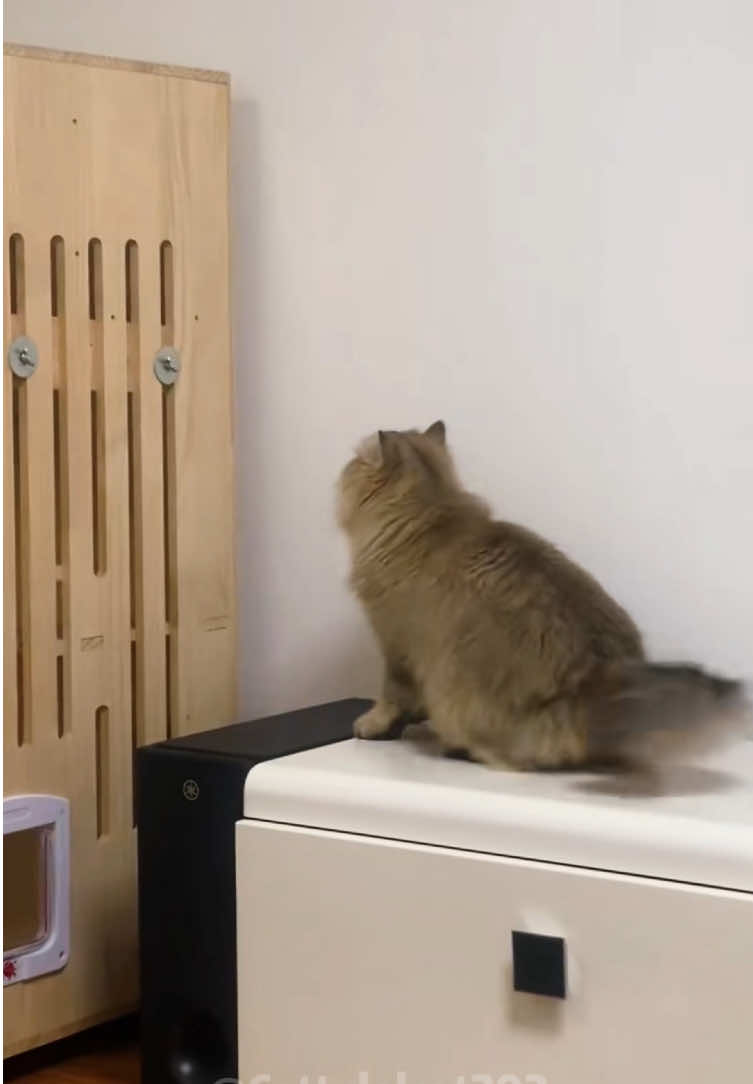 Cat failed to jump😂😂😂#cat #catsoftiktok#funny#funnyvideos #usa 