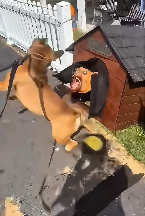 Dogs Soul Left His Body #dog #dogsoftiktok #funnydog #funnyvideos #fyp #foryou #pet #funnytiktok 