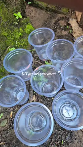 DIY pot dari gelas plastik sekalian ditanami selada, semoga rumbuh subur 🌿🌿 #fyp #sayuran #tanaman #mygarden #berkebundirumahaja #kebun #happygardening #DIY #diypot #selada #verticalgarden 