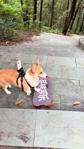 This is what my mother did. He originally wanted to shoot the first perspective to show it to everyone, but😂……#dogskateboard #corgi #pets #cute#cool #dogsoftiktok 