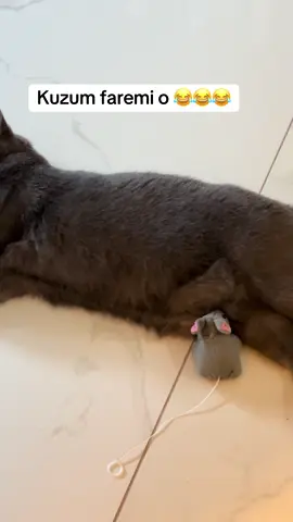#mouse #fare #cattoy #funnycat 