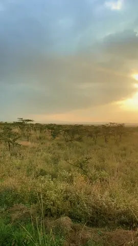 #nairobinationalpark #nairobitiktokers #nairobi #tembeakenya #magicalkenya #maasaimara #serengeti #fyp 