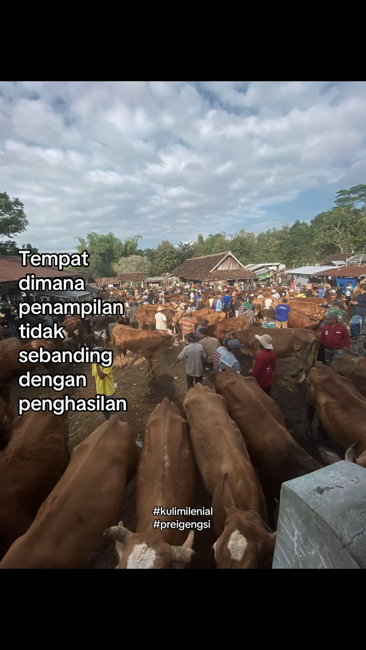 #bakolsapi #blantiksapi #peternakmuda 