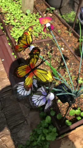 Meriah kebun dengan lampu solar butterfly ni. #lampusolar #butterflysolarlights #butterfly #solargarden #solargardenlight 