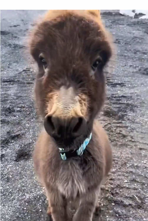Happy donkey.🫏 #happy #funnyvideos #catu #happy #