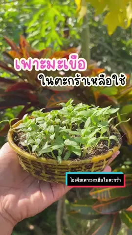 เพาะมะเขือจากผลสุก ทำเองได้ง่ายๆ #มะเขือ #ปลูกผักกินเอง #ปลูกผักสวนครัว #เกษตร #เกษตรสวนครัว ##creatorsearchinsights