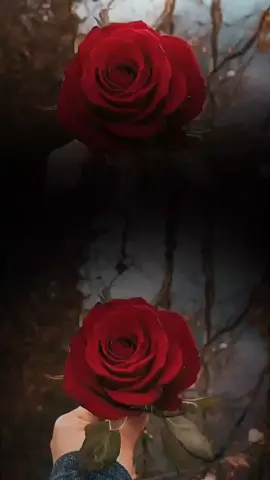 وتضيق دنيانا ونحسب إننا سنموت يأئسآ... 🤍🥺#ثق_بالله_دائمآ_ولا_تيأس #ان_مع_العسر_يسرا #اللهم_اجبر_خاطري_جبراً_انت_وليّه #يارب #fupシ #foreyoupage #fup #foryou #تصاميم_ورد🌸 