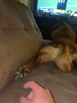 No Touch #fyp #dogsoftiktok 