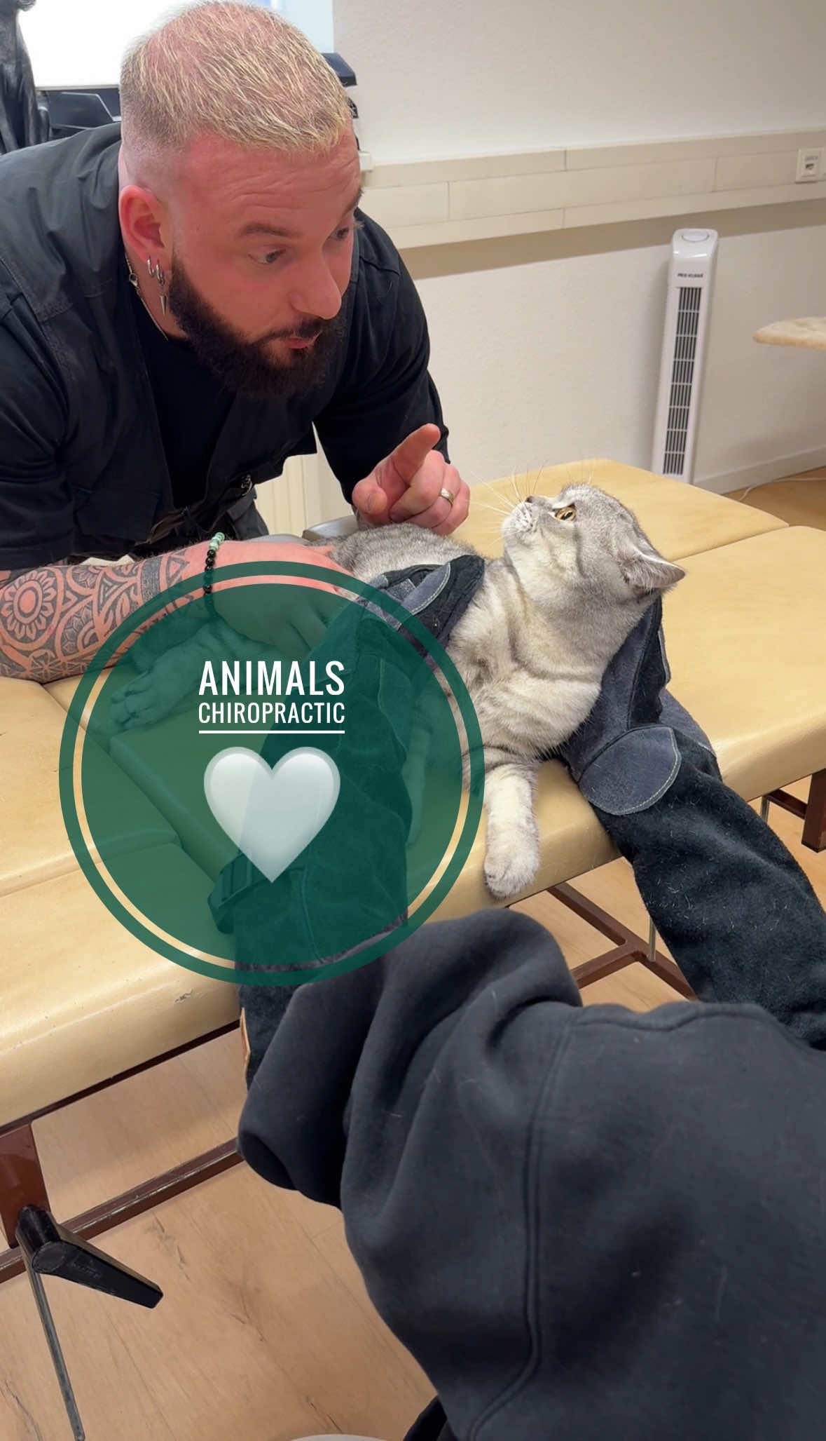 Cat with back pain 🥹🥹 • • • #foryou #asmr #animal #chiropractortiktok #türkiye #hundeauftiktok #hund #tiere #Love #bochum #helfen #animals 