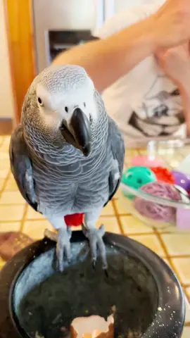 #talkingparrot #animaltraining #smartbird #africangrey #amazinganimals #learning #learningmaterials #learningcolors #speech #talkingbird #parrot #birds #parrotsoftiktok #smart #teaching