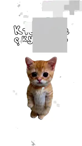 Кто такие куколды? Кисы объясняют😽
