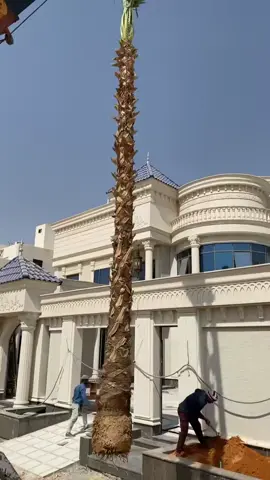 #السلام_عليكم #نخل🌴واشنطونيا_زينه #أمريكي #طبيعي #للبيع #الجوال 👆🏻👆🏻