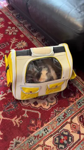 Bunny jail ( he was just going to the vets )  #bunny #rabbit #housebunny 