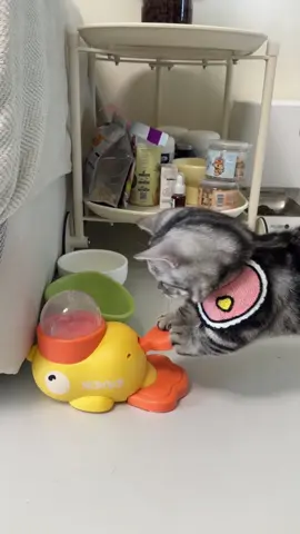🦆🐾 **Snack time just got *quack-tastic*!** 🎉 Turn mealtime into playtime with the **DUCEK Little Yellow Duck Feeder Toy**—your cat’s new favorite puzzle pal! 🧩✨ Spin the duck, release the treats, and watch your clever kitty *hunt* for their kibble like the tiny predator they are. 🕵️♀️🍪  👉 Swipe to see how it *slows down eating* and burns energy (bye-bye, midnight zoomies!).  👉 Interactive design + durable materials = endless fun for curious cats *and* entertained humans. 🙌  💬 Comment “QUACK” below to treat your feline to a snack-filled adventure! 🐱🎣  🛒 Tap the link in bio to grab yours—*because even meals deserve a game!* 🦆🚀  #CatToys #PuzzleFeeder #DUCEK #InteractivePlay #CatLovers #SlowFeeding #BrainGames #HappyKitty  —  **P.S.** Warning: May cause *extreme* paw-tapping and duck obsession. 😼🦆  —  *Let me know if you’d like to add material details, sizing, or a promo code!* 🛠️🎁